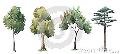 Watercolor tree forest oak fir birch, thuja linden baobab pine isolated illustrations Cartoon Illustration