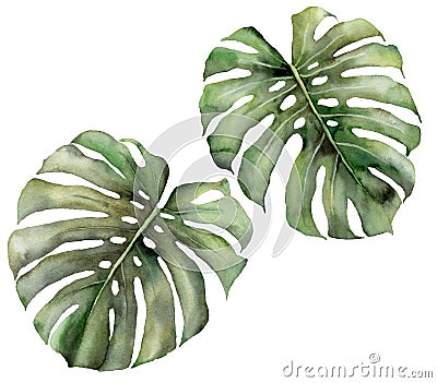 Watercolor tropical big set with monstera leaves. Hand painted exotic leaves isolated on white background. Floral Cartoon Illustration