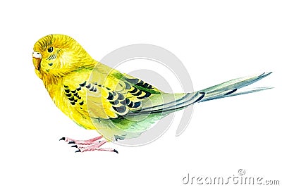 Watercolor tropical bird, budgie on a white background, botanical painting. Cute pet Cartoon Illustration