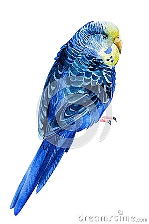 Watercolor tropical bird, budgie on a white background, botanical painting. Cute pet Cartoon Illustration