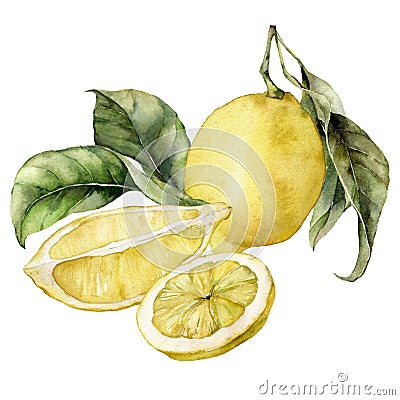 Watercolor tropical card of ripe lemons, juicy slice and leaves. Hand painted branch of fresh fruits isolated on white Cartoon Illustration