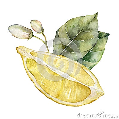 Watercolor tropical card of ripe lemons, leaves and buds. Hand painted branch of fresh fruits and leaves isolated on Cartoon Illustration