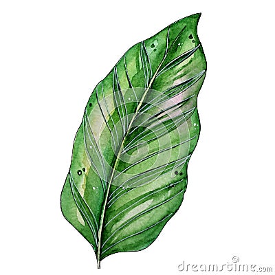 Watercolor tropical floral illustration with green leaf Cartoon Illustration