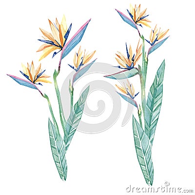 Watercolor tropical flower bouquet for wedding stationary Stock Photo