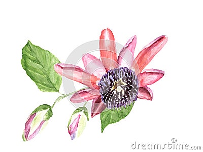 Watercolor tropical flower Passiflora Cartoon Illustration