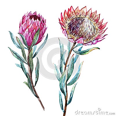 Watercolor tropical flower protea Vector Illustration