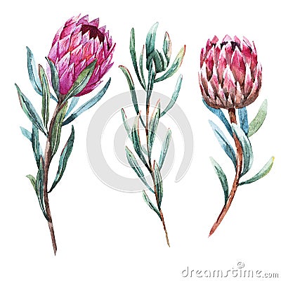 Watercolor tropical flower protea Vector Illustration