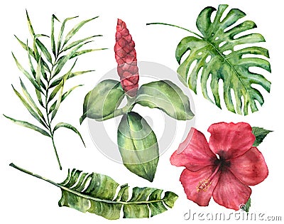 Watercolor tropical flowers and leaves. Hand painted monstera, coconut and banana palm branch, hibiscus, alpinia Cartoon Illustration