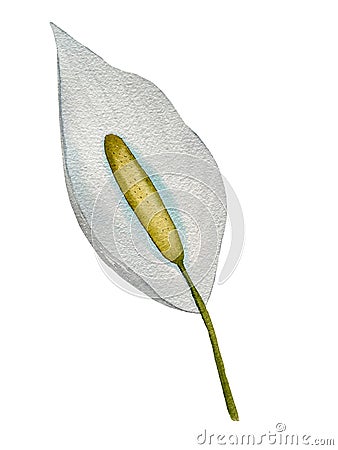 Watercolor tropical flowers. Spathiphyllum on an isolated white background, watercolor illustration. Hand-drawn Cartoon Illustration