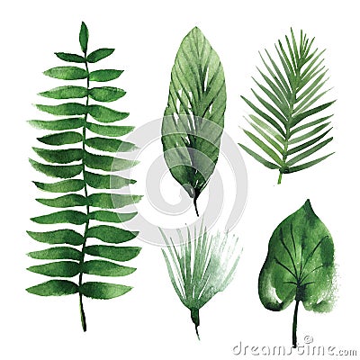 Watercolor tropical leaves Cartoon Illustration