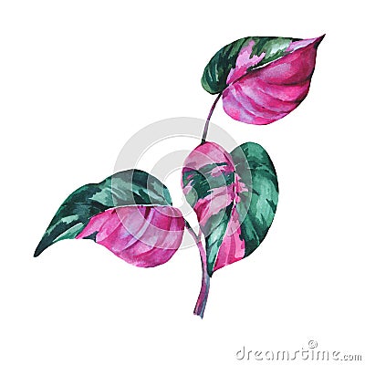 Watercolor tropical leaves. Philodendron pink princess botanical illustration Cartoon Illustration