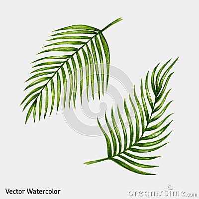 Watercolor tropical palm leaves. Vector Illustration