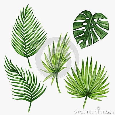 Watercolor tropical palm leaves. Vector Vector Illustration