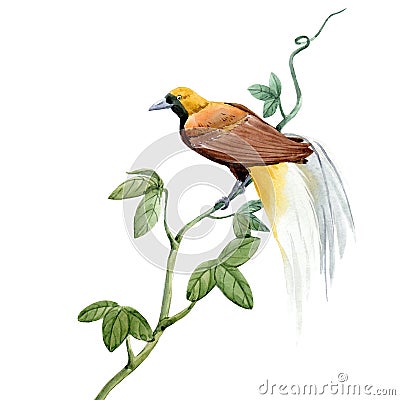 Watercolor tropical paradise bird illustration Cartoon Illustration