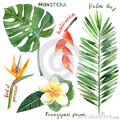 Watercolor tropical plants Vector Illustration