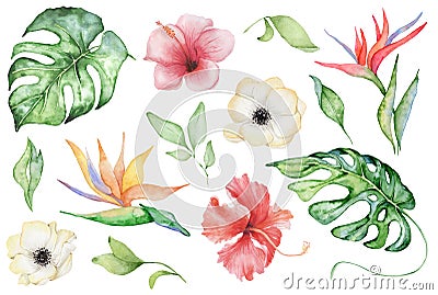 Watercolor tropical plants set. Exotic flowers, monstera and palm leaves Stock Photo