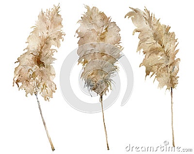 Watercolor tropical set of dry pampas grass. Hand painted exotic plant isolated on white background. Floral illustration Cartoon Illustration