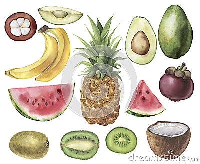 Watercolor tropical set with pineapple, avocado, banana, watermelon, coconut, kiwi and mangosteen. Hand painted fruits Cartoon Illustration