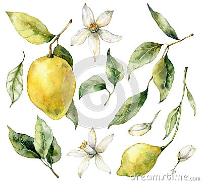 Watercolor tropical set of ripe lemons, flowers and leaves. Hand painted branch of fresh yellow fruits isolated on white Cartoon Illustration