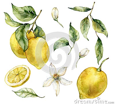 Watercolor tropical set of ripe lemons, leaves and flowers. Hand painted branch of fresh yellow fruits isolated on white Cartoon Illustration