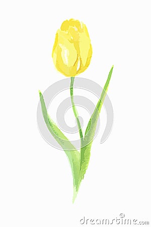 watercolor tulip. Vector Illustration