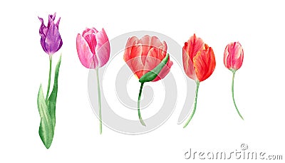 Watercolor tulips set. Botanical illustration with spring violet, red, and orange flowers and leaves Cartoon Illustration