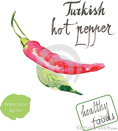 Watercolor turkish hot pepper Vector Illustration
