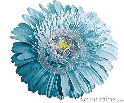 Watercolor turquoise flower. Gerbera flower isolated on white background. No shadows with clipping path. Close-up. Stock Photo