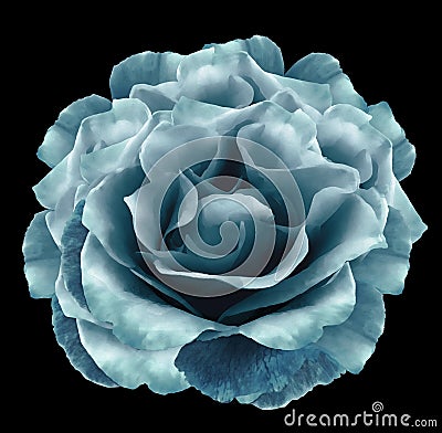 Watercolor turquoise peony flower on black isolated background with clipping path. Closeup. For design. Nature Stock Photo