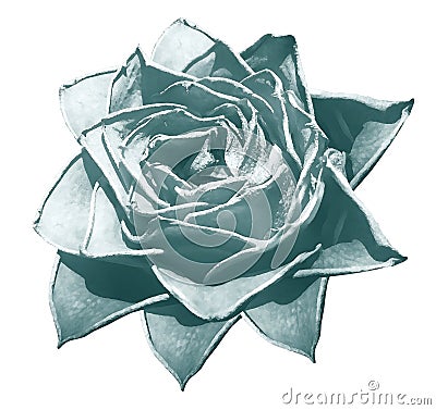 Watercolor turquoise rose. Flower insulated on a white background with clipping path. Close-up. For design. Stock Photo