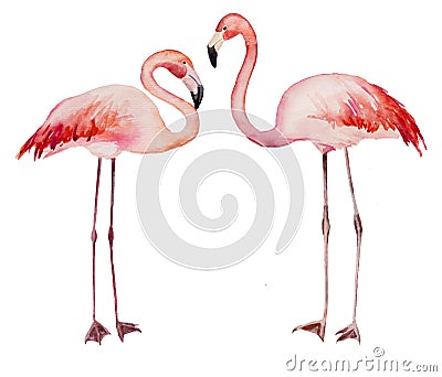 Watercolor two flirting pink flamingoes isolated illustration Cartoon Illustration