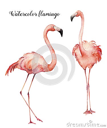 Watercolor two flirting pink flamingos set. Hand painted bright exotic birds isolated on white background. Wild life Cartoon Illustration