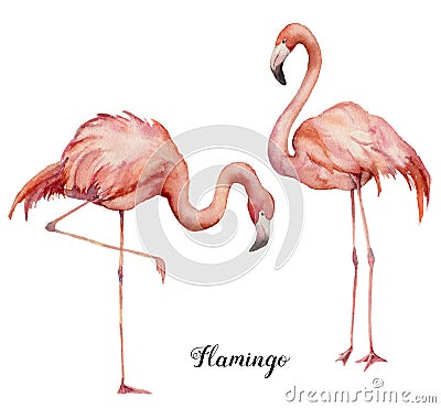 Watercolor two pink flamingo set. Hand painted bright exotic birds isolated on white background. Wild life illustration Cartoon Illustration