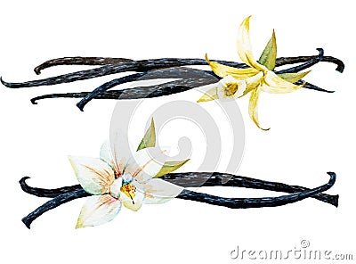 Watercolor vanilla and orchid Stock Photo