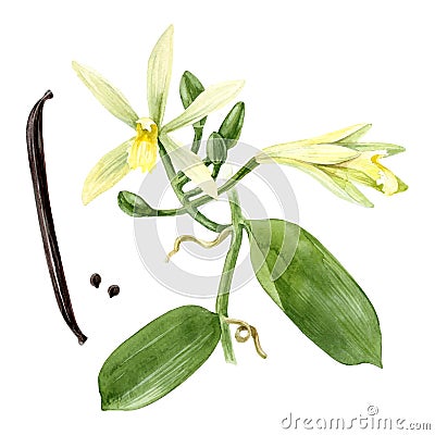 Watercolor vanilla plant Vector Illustration