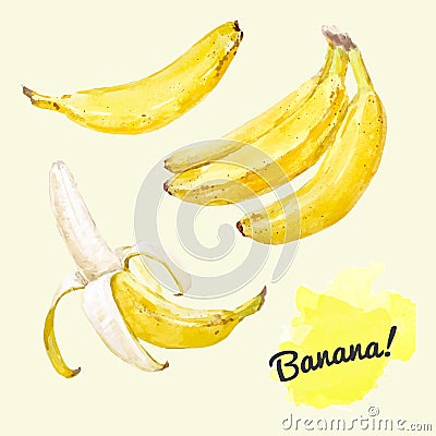 Watercolor vector bananas set Vector Illustration