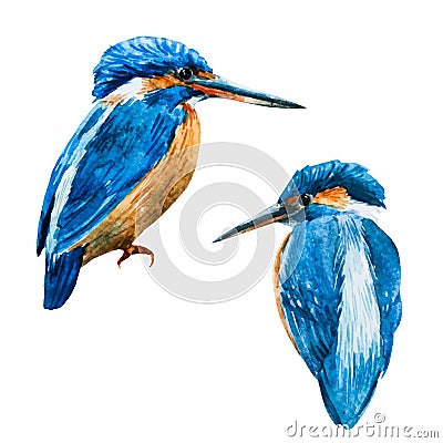 Watercolor vector blue kingfisher bird Vector Illustration