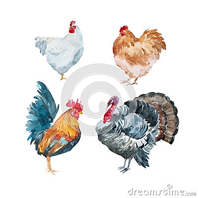 Watercolor vector chicken, rooster, turkey Vector Illustration