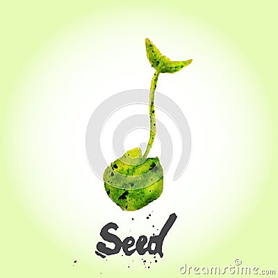 Watercolor vector green natural seed. EPS10 Vector Illustration