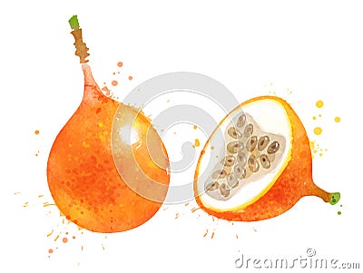 Watercolor vector illustration of Granadilla Vector Illustration