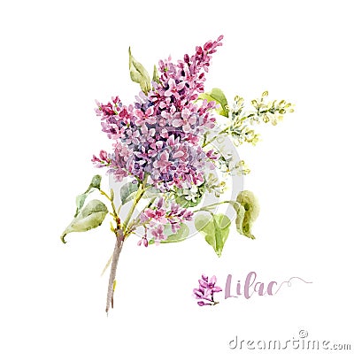 Watercolor vector lilac flower Vector Illustration