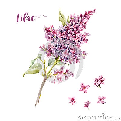Watercolor vector lilac flower Vector Illustration