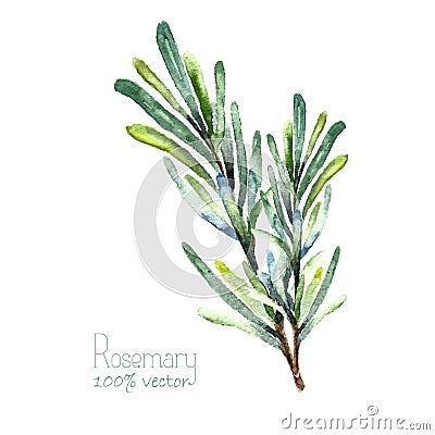 Watercolor vector rosemary Vector Illustration