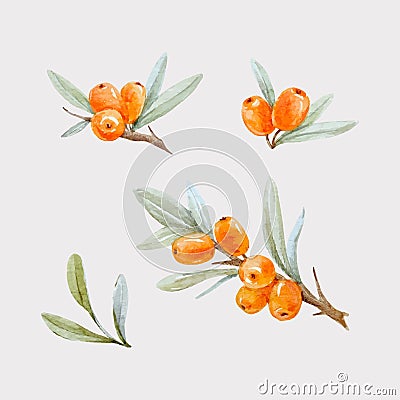 Watercolor vector sea buckthorn Vector Illustration