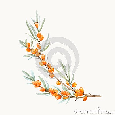 Watercolor vector sea buckthorn Vector Illustration