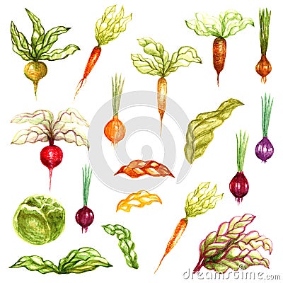 Watercolor vegetables onion carrot beetroot turnip cabbage leaves painted objects set isolated on white background Stock Photo