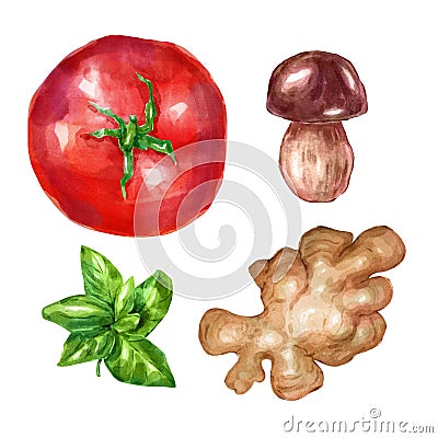 Watercolor vegetables set with mint white mushroom tomato ginger Cartoon Illustration