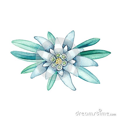 Watercolor vignette made of edelweiss flowers and leaves. Stock Photo