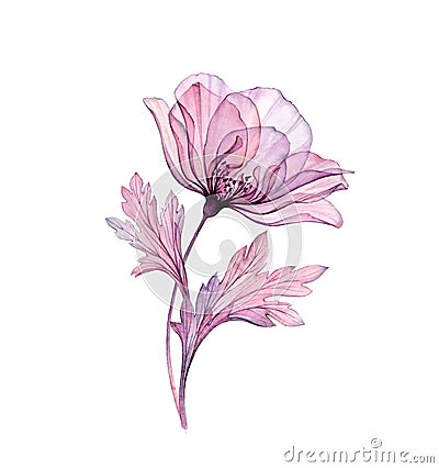 Watercolor Vintage Rose. Big realistic purple flower x-ray. Hand painted botanical art. Isolated illustration in pastel Cartoon Illustration