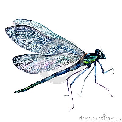 Watercolor Illustration of Green Dragonfly Vector Illustration